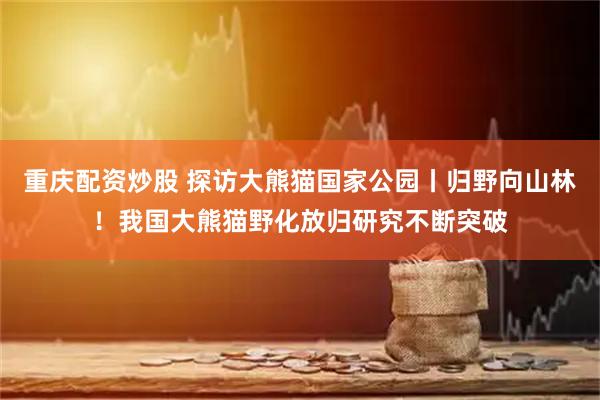 重庆配资炒股 探访大熊猫国家公园丨归野向山林！我国大熊猫野化放归研究不断突破